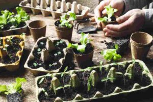 Powojniki w donicach – sadzenie i pielęgnacja powojników na balkonach i tarasach