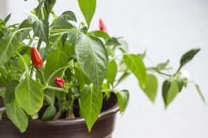 Hodowla ostrej papryki w domowych warunkach – poradnik uprawy chili na balkonie oraz w przydomowym ogródku
