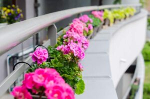 Optymalne żywienie pelargonii balkonowych – wybór skutecznych nawozów